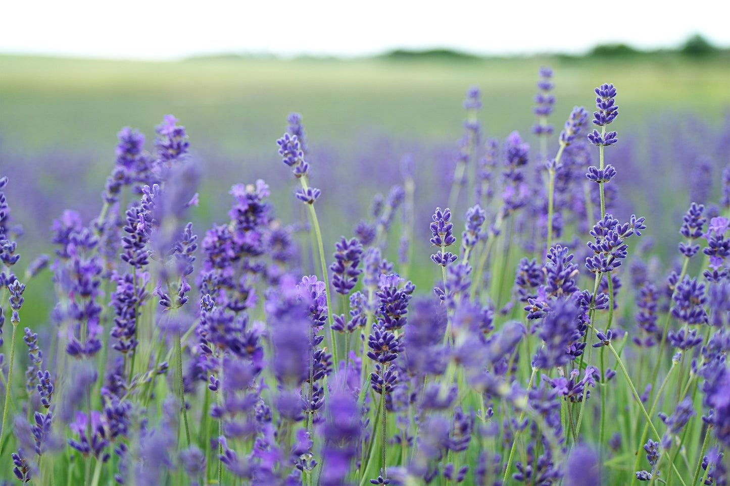 Bar Soap - Lavender
