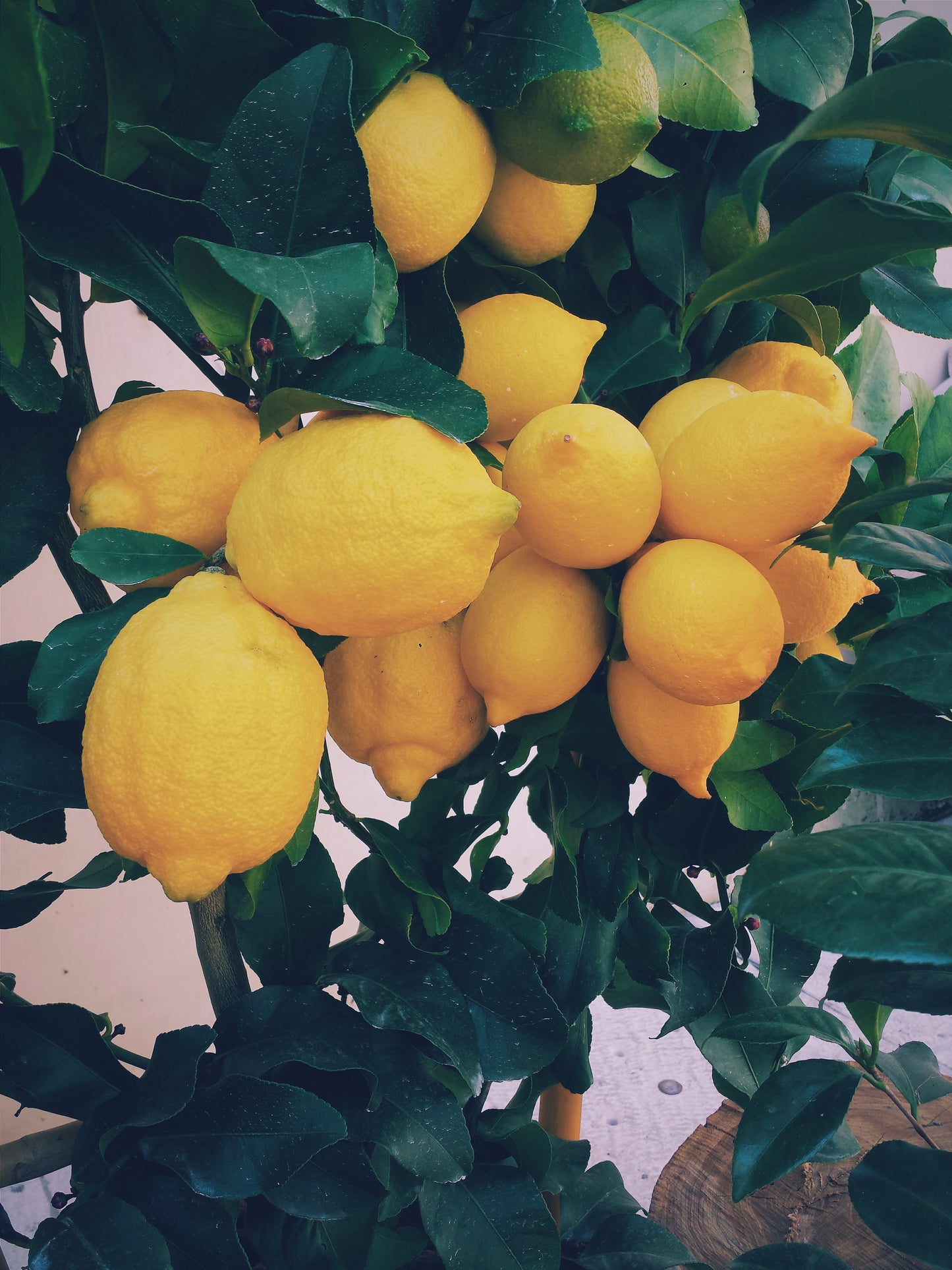 Bar Soap, Lemon