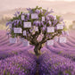 Soap Trees — Lavender