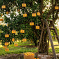 Soap Trees — Orange Grove & Clove