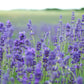 Bar Soap - Lavender